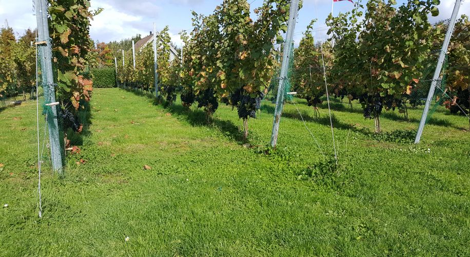 Eksklusiv vinoplevelse: Rundvisning og vinsmagning med tapas 3